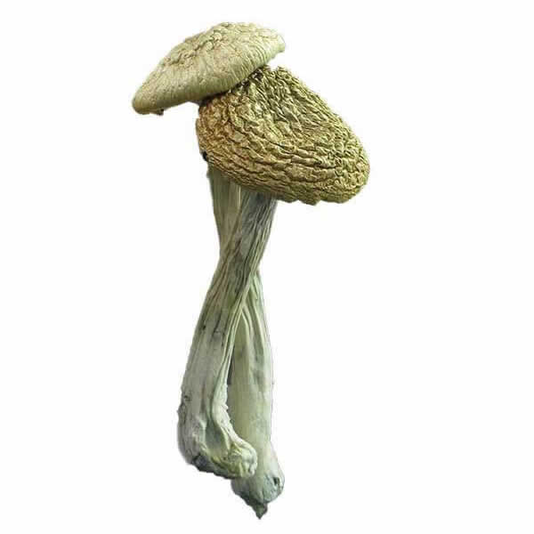 Buy Golden Teachers magic mushrooms