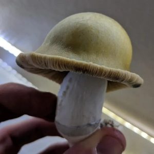 Buy golden cap mushrooms online