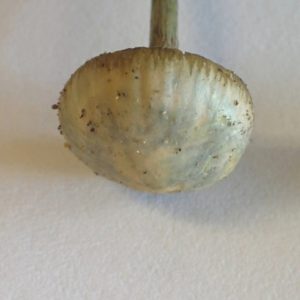 Psilocybe quebecensis magic mushrooms