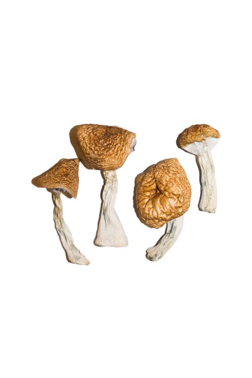 Buy Burmese Magic Mushrooms online